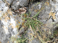 Chaenorhinum origanifolium crassifolium