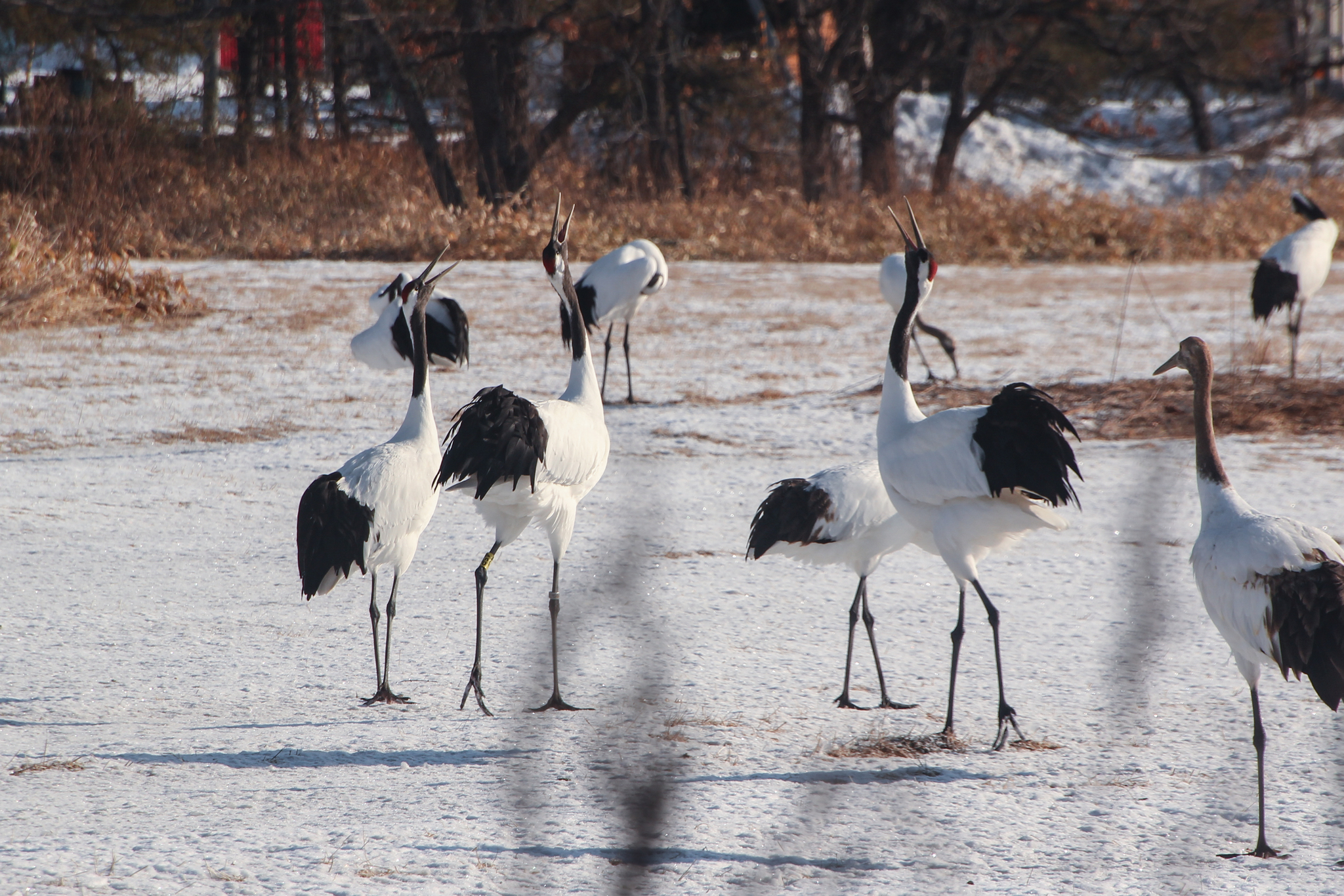 Red-crowned Crane (Grus japonensis)