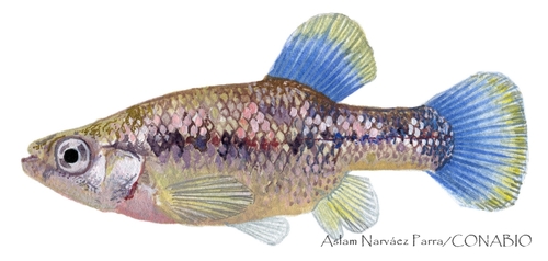 Jeweled Splitfin