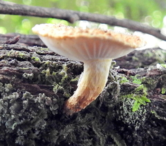 Cyptotrama chrysopepla