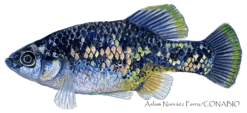 Jeweled Splitfin