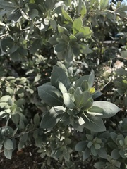 Conocarpus