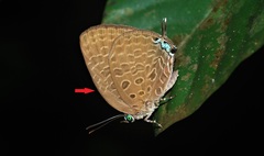 Arhopala pseudomuta