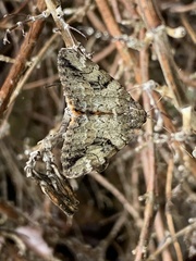 Catocala micronympha