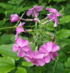 Phlox ovata