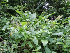 Monnina parasylvatica