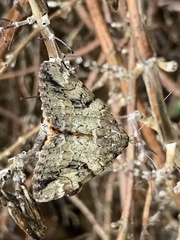 Catocala micronympha