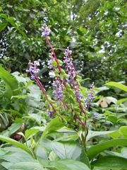 Monnina parasylvatica