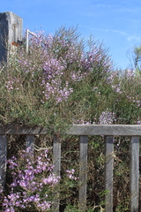 Limoniastrum monopetalum