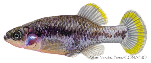 Tequila Splitfin