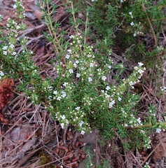 Thymus zygis zygis