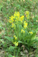 Primula veris