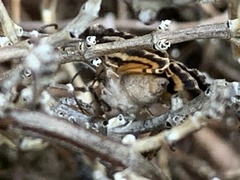 Catocala micronympha