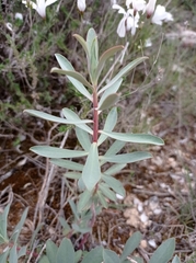 Euphorbia nicaeensis