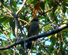 Turdus albicollis