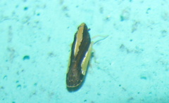 Caristianus