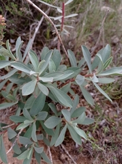 Euphorbia nicaeensis