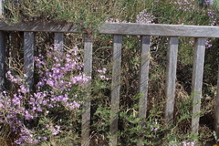 Limoniastrum monopetalum