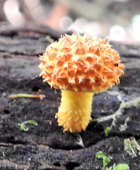 Cyptotrama chrysopepla