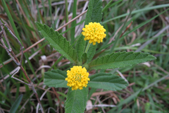 Lippia asperrima