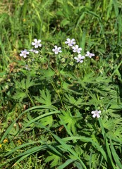 Geranium pseudosibiricum