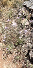 Iberis ciliata