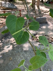 Matelea carolinensis