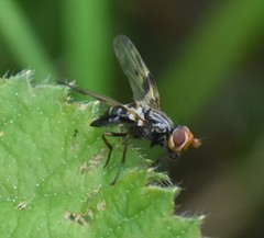 Otites porcus