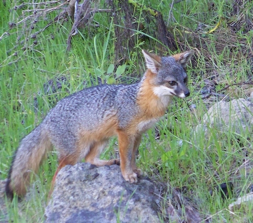 Island Fox