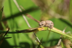 Pseudocneorhinus obesus