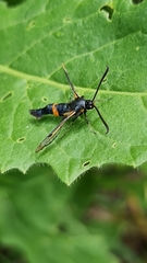 Synanthedon culiciformis