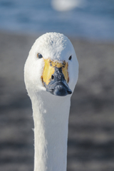 Cygnus cygnus