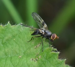 Otites porcus