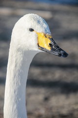 Cygnus cygnus
