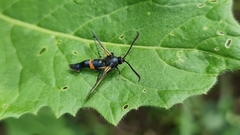 Synanthedon culiciformis