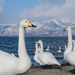 Whooper Swan - Photo (c) Austin 0201, some rights reserved (CC BY)