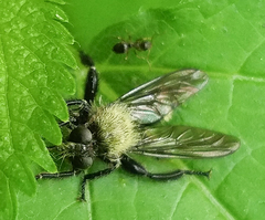 Laphria divisor