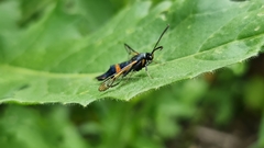 Synanthedon culiciformis