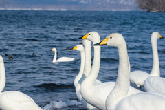 Cygnus cygnus