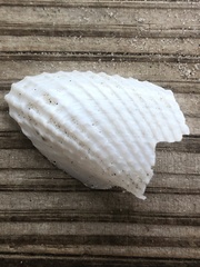 Cyrtopleura