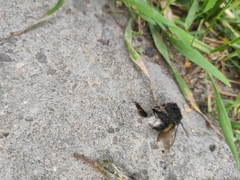 Bombus