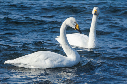 Whooper Swan