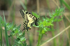 Papilio machaon