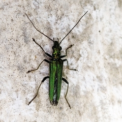 Oedemera nobilis