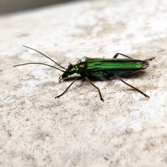 Oedemera nobilis