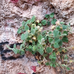 Lafuentea rotundifolia