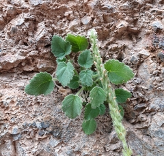 Lafuentea rotundifolia