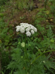 Cnidium monnieri