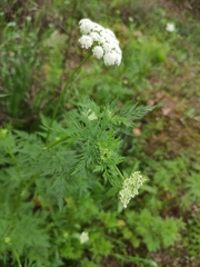 Cnidium monnieri