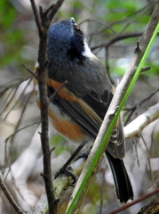 Batis capensis capensis